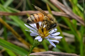 Raw honey made by bees ! Carolina Honeybees