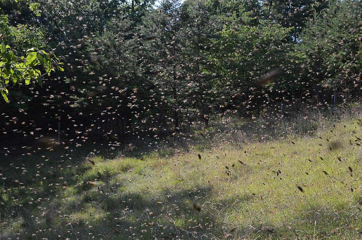 Swarm of bees in the air