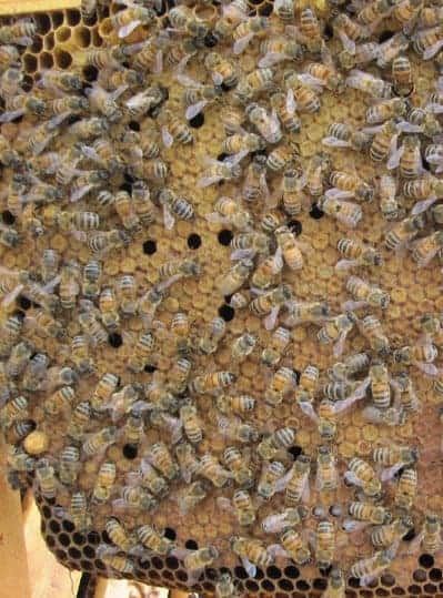 Good brood pattern with no sign of a drone layer in the beehive.
