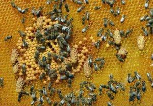 Supercedure queen cells in beehive.