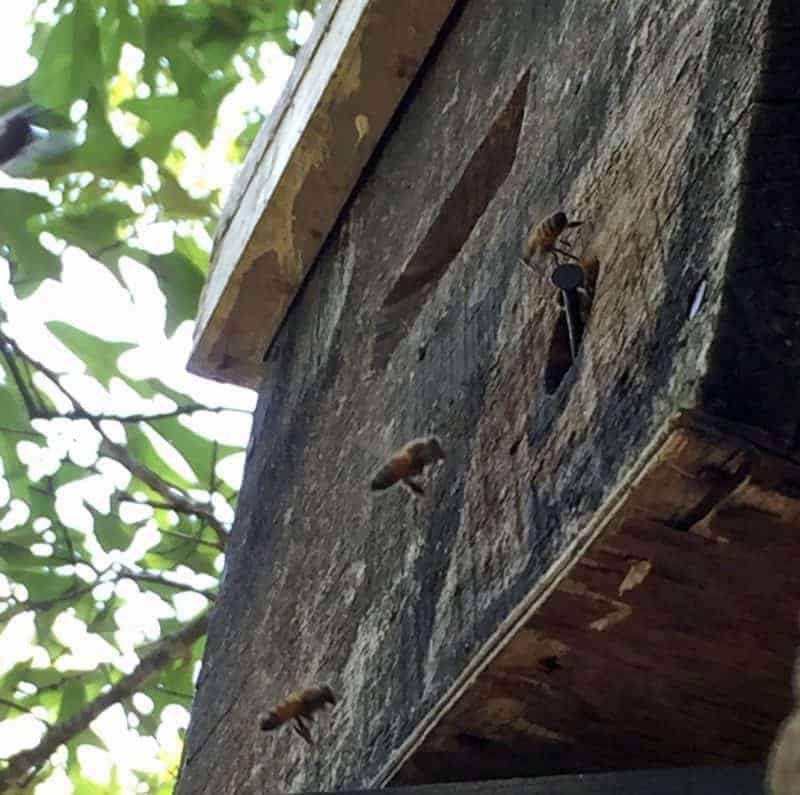 swarm trap in a tree with scout bees from a honey bee swarm inspecting the entrance