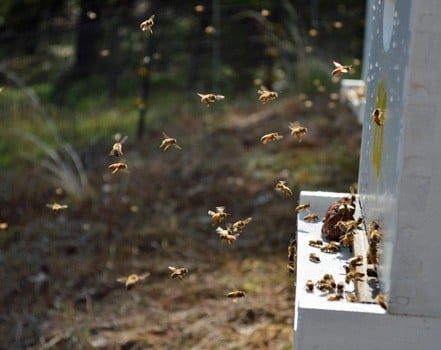 Honey bee dances are a form of communication. to lead forages to food sources.