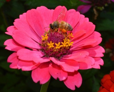 Honey bee dance is a communication tool to direct bees to food sources.