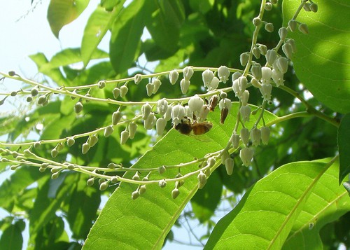honey bees collecting nectar from sourwood tree to make sourwood honey