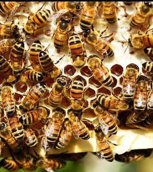 Honey bees inside a hive image.