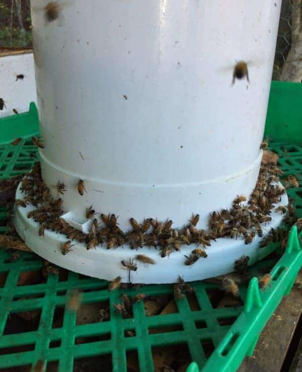 How To Make A Bucket Feeder For Bees Carolina Honeybees