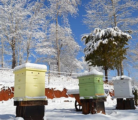 Colorful hives in the winter snow of my apiary image.