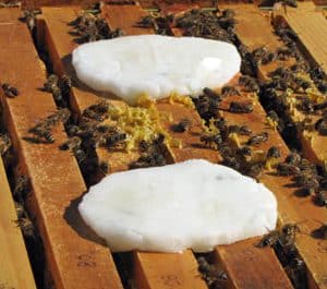 Grease patties with essential oils for bees. Beekeepers using essential oils for honey bee management.