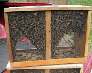 a package of honey bees - buying bees