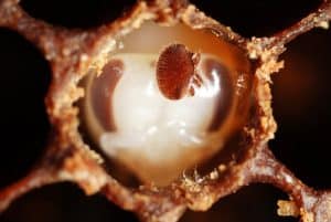Using essential oils for honey bees. Carolina Honeybees