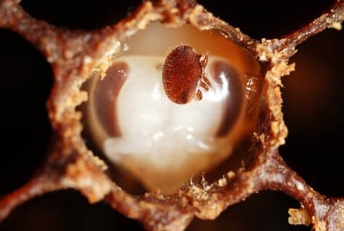 Using essential oils for honey bees. Carolina Honeybees