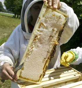 Beekeeping tips and tricks from Master Beekeeper Charlotte Anderson. Carolina Honeybees Farm