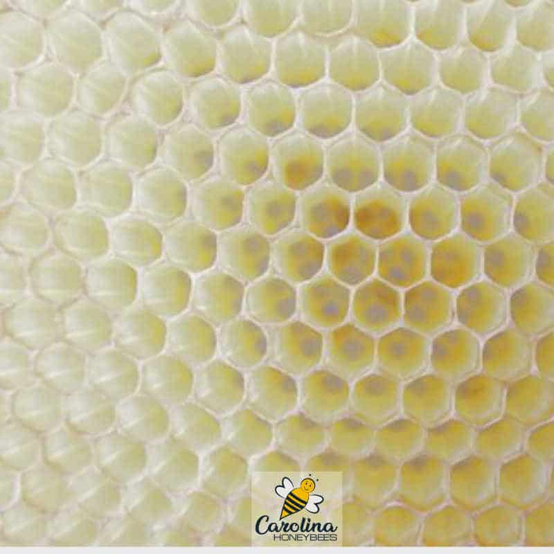 How Bees Make Wax! Carolina Honeybees