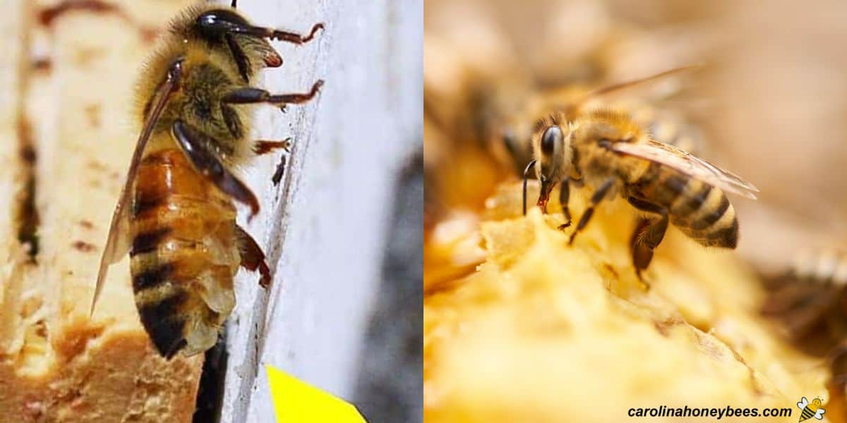  Abeille ouvrière faisant de la cire à partir de l'image des glandes de cire.