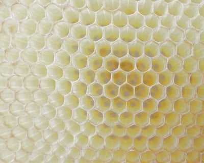  Cellules hexagonales en nid d'abeille en cire d'abeille fabriquées par des abeilles image.