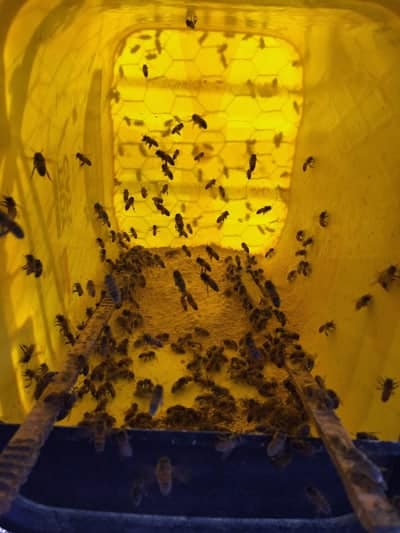 picture of honey bees collecting pollen substitute