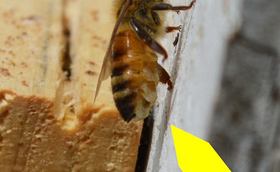 Where does beeswax come from ? Honeybees ! Carolina Honeybees Farm