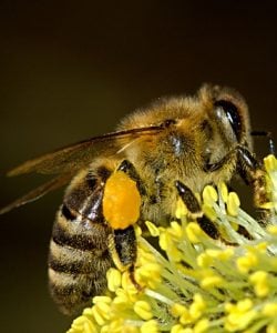 Good pollen stores is one of the most important beekeepers tips and tricks to learn. Pollen is vital. Carolina Honeybees Farm