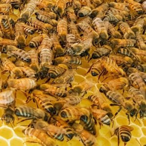 Honey Bees surviving during Winter. With enough stored honey for winter and enough bees to generate heat. Bee hives can survive winter. Carolina Honeybees