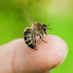 Why do honey bees sting