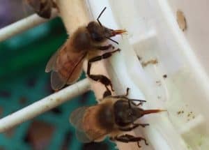 Feeding honey bees sugar water during hard times increases chances of beekeeping success. Carolina Honeybees Farm