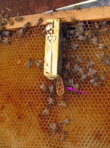 Queen cage with burr comb noticed during hive inspection