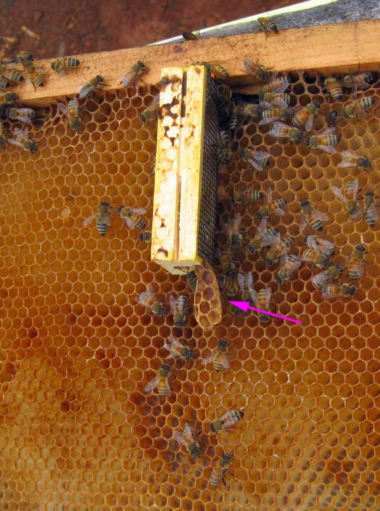 Queen cage with burr comb. Beehive inspections are an important part of colony management.