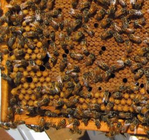 A beehive inspection may reveal drone brood. That is okay. Carolina Honeybees