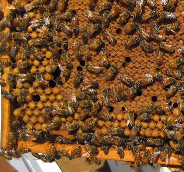 Do You Have a Drone Laying Queen -Carolina Honeybees