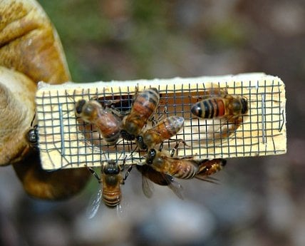 Queen honey bee inside a queen cage with worker bees looking inside.