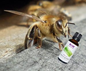 Using essential oils for honey bees - a natural alternative. Beekeeping with essential oils and other natural methods reduces the use of chemicals.
