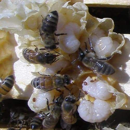 Varroa mites on drone brood- in a colony lacking varroa mite treatment