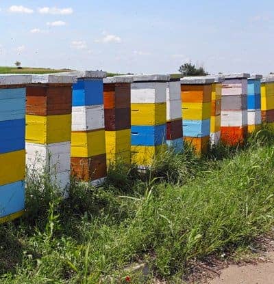 Colorful hives in a row at a large beehive business or apiary image.