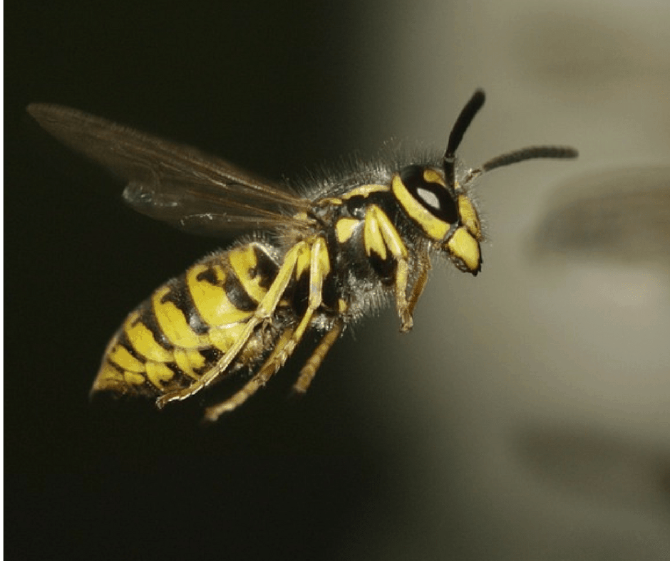 Female Yellow Jacket Wasp