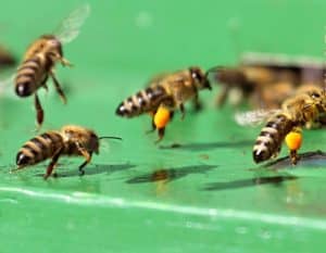 Foraging bees from a moved beehive. Carolina Honeybees