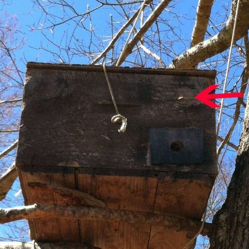 Scout bees checking out a new nesting site for a honey bee swarm.