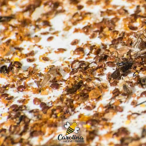 Beehive debris with dead varroa mites on hive floor image.