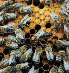 Queen bee - splitting a beehive can result in a new queen