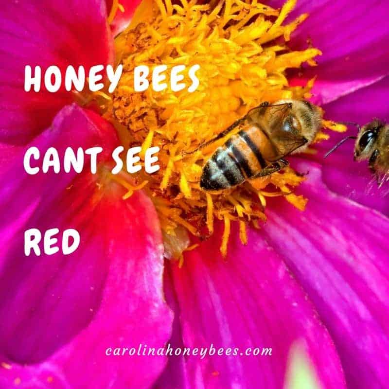 20 Amazing Facts About the Honey Bee Carolina Honeybees