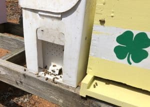 Sit the nucleus colony right beside the permanent hive before installing.