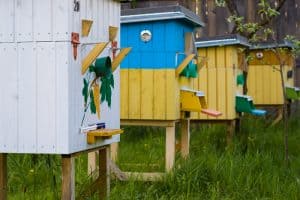 Bee hives on hive stands can help keep ants out of your beehive.