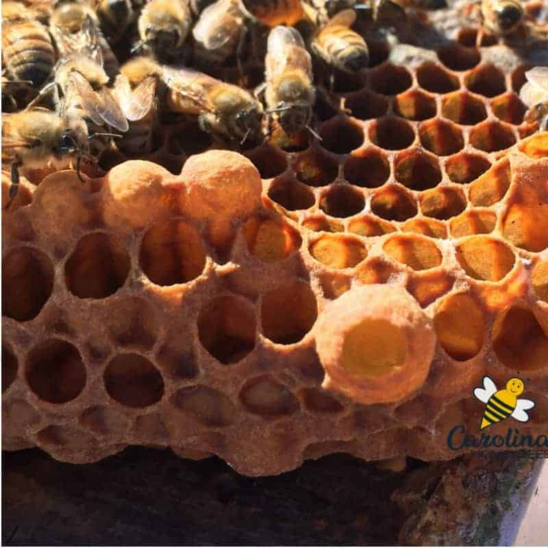 A queen cup with a larva - it is now a queen cell