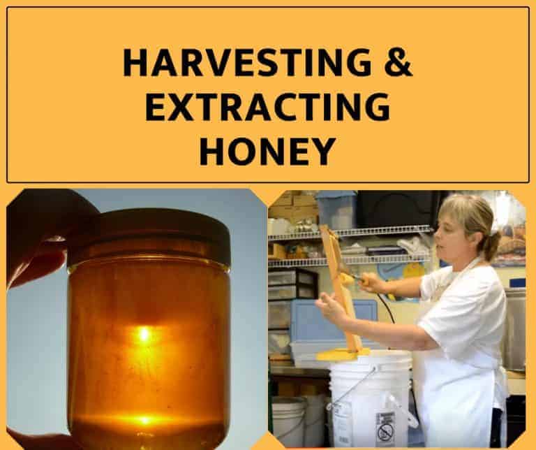 Classes & Books Carolina Honeybees