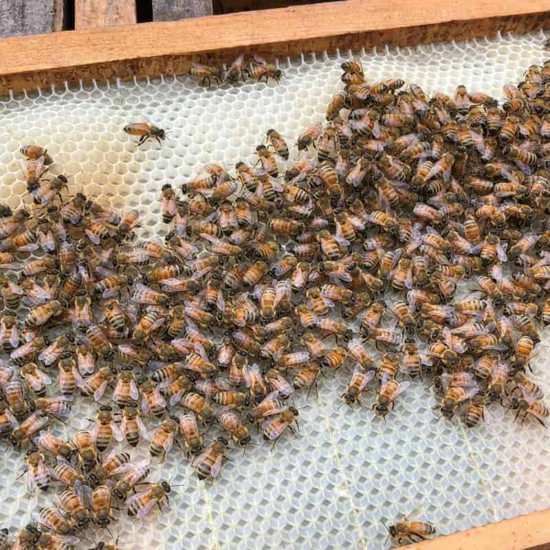 Feeding a Package of Bees - Successfully - Carolina Honeybees