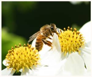 A lack of nectar during a dearth has a negative affect on bees.