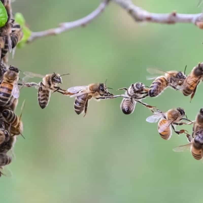 Festooning bees hang in chains to build honey comb too.