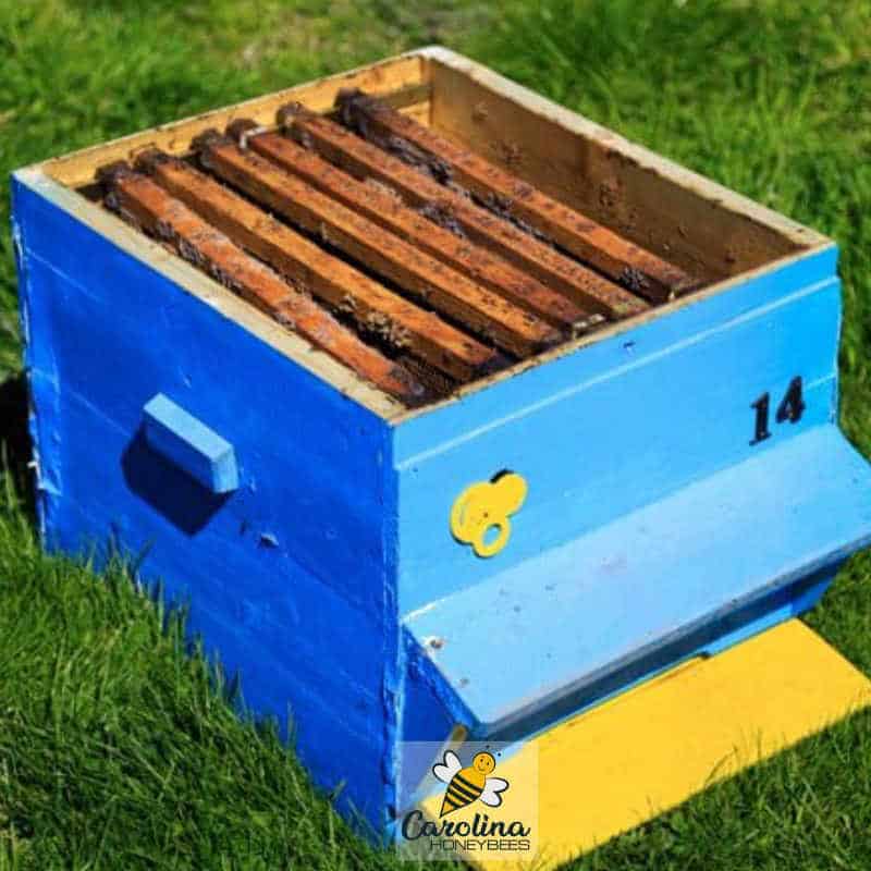 Used Beekeeping Equipment Risks Carolina Honeybees