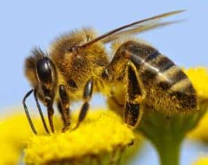 Helping honey bees from Carolina Honeybees