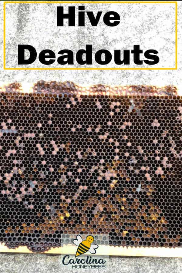 frame from a deadout hive