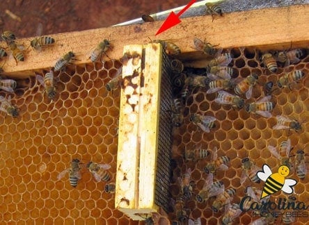 Wooden queen cage in hive with queens and attendants during replacements image.